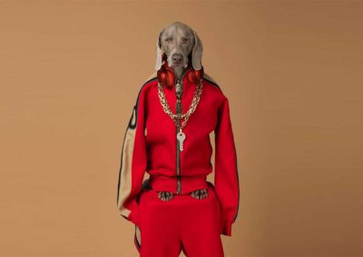 William Wegman, Qey, 2017, pigment print, ed. of 7 + 2AP, 47 x 37 inches