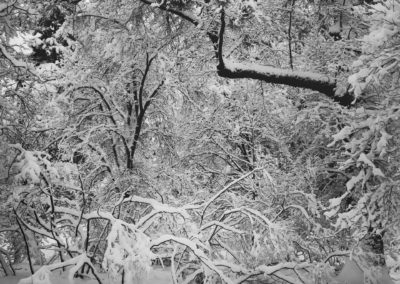 Ansel Adams "Fresh Snow, Yosemite, 1947"