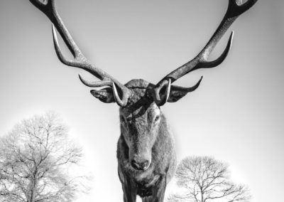 Graeme Purdy, ‘MEGA STAG’, Archival C-Type print with protective face mount, 49 x 63ins