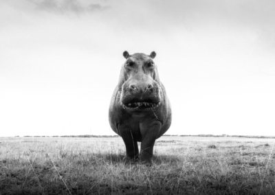 Graeme Purdy, ‘ONE HIPPO’, Archival C-Type print with protective face mount, 63 x 47ins