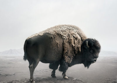 Alice Zilberberg, Be Here Bison, 2019, 40 x 30 in., Photography on Canson Infinity Rag Paper